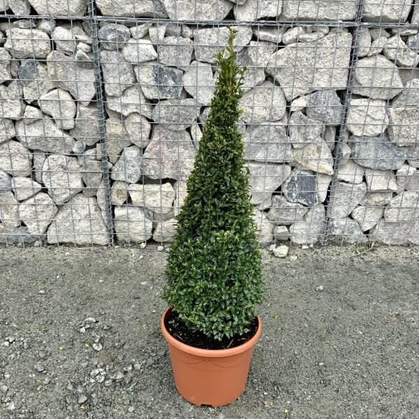 1-1.10M Buxus Sempervirens Cone - IMG 4712 scaled