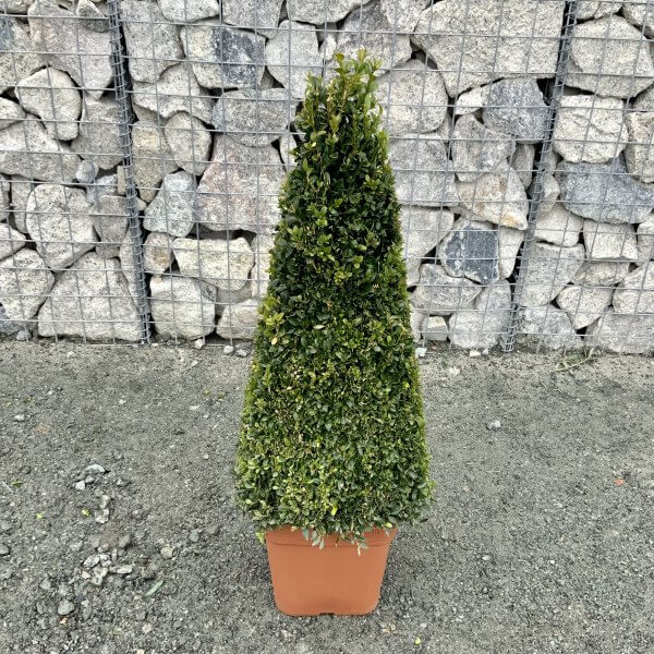 80-90cm Buxus Sempervirens egyptian  pyramid (4sided) - IMG 4715 scaled