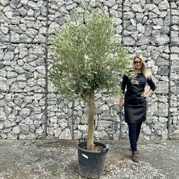 Tuscan Olive Tree XXL V Stem 2-2.10M - IMG 8208 scaled
