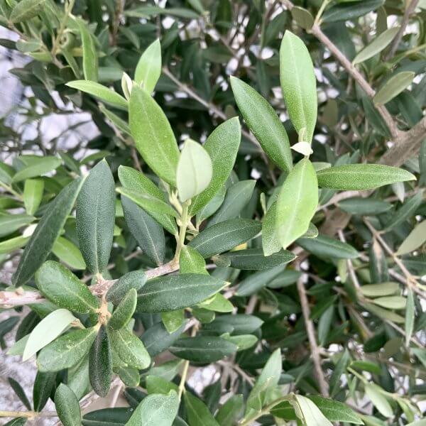Tuscan Olive Tree XXL V Stem 2-2.10M - IMG 8212 scaled