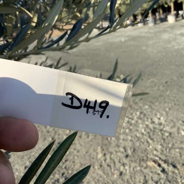 D419 Individual Gnarled Olive Tree XXL - IMG 3245 scaled