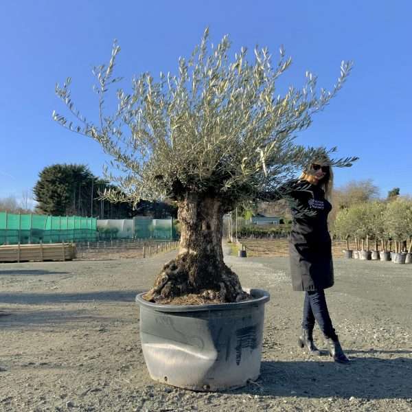 D419 Individual Gnarled Olive Tree XXL - IMG 3246 scaled