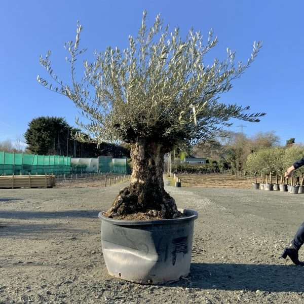 D419 Individual Gnarled Olive Tree XXL - IMG 3247 scaled