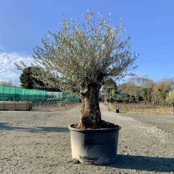 D430 Individual Gnarled Olive Tree XXL - IMG 3323 scaled
