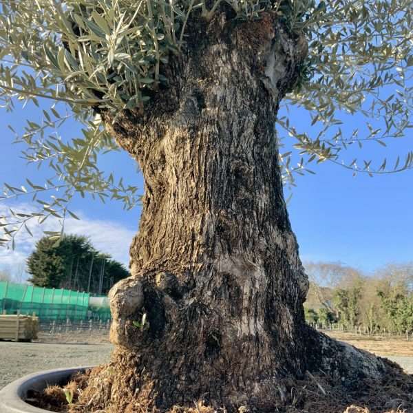 D430 Individual Gnarled Olive Tree XXL - IMG 3324 scaled