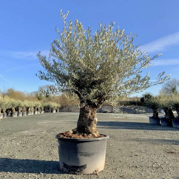 D430 Individual Gnarled Olive Tree XXL - IMG 3325 scaled