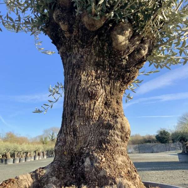 D430 Individual Gnarled Olive Tree XXL - IMG 3326 scaled
