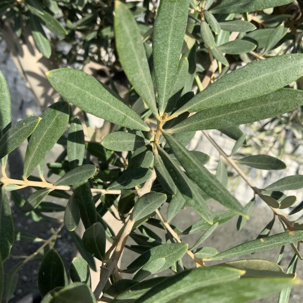 D846 Individual Tuscan  Multistem Olive Tree XXL - IMG 4209 scaled