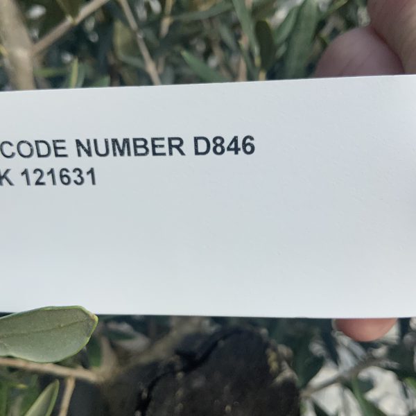 D846 Individual Tuscan  Multistem Olive Tree XXL - IMG 4214 scaled