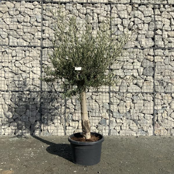 D846 Individual Tuscan  Multistem Olive Tree XXL - IMG 4216 scaled
