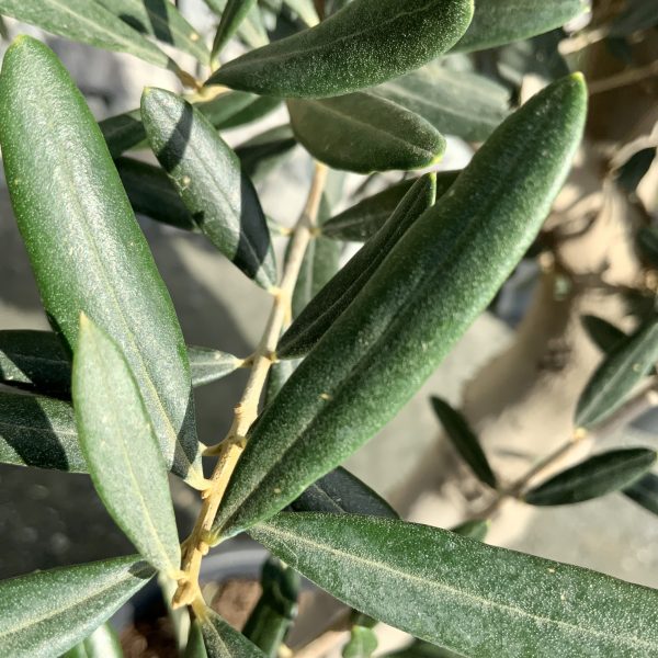 D860 Individual Tuscan Multistem Olive Tree XXL - IMG 4237 scaled