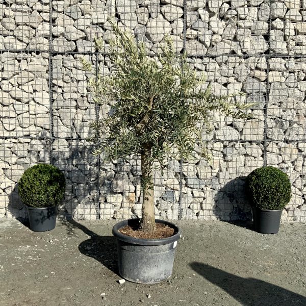 D860 Individual Tuscan Multistem Olive Tree XXL - IMG 4258 scaled