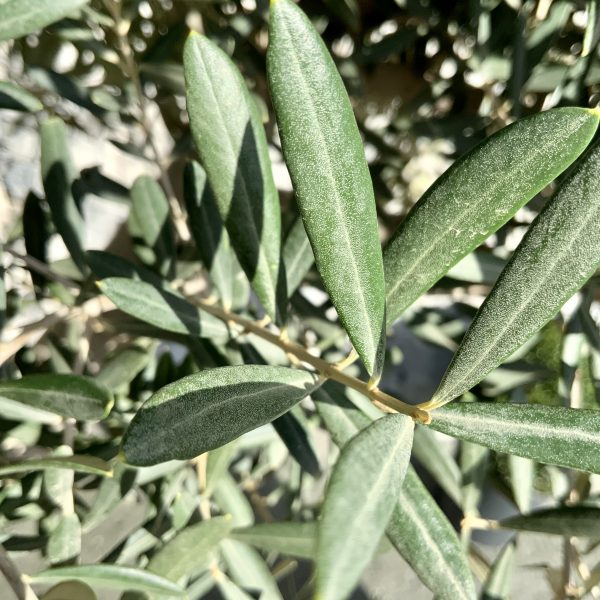D904 Individual Italian Style Multistem Olive Tree XXL - IMG 4276 1 scaled