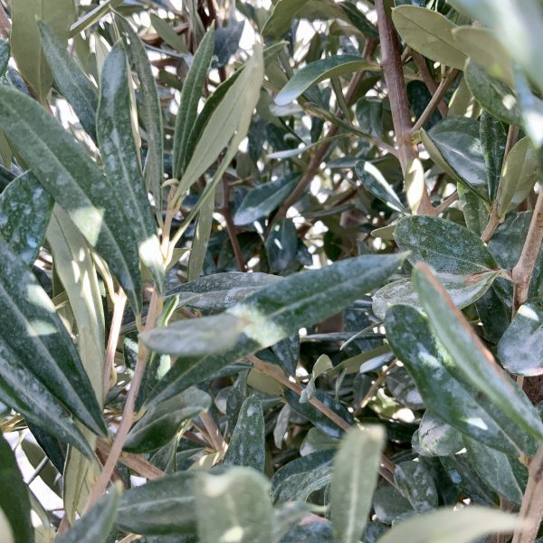 D879 Individual Tuscan Olive Multistem Tree XXL - IMG 4311 scaled