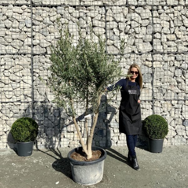 D879 Individual Tuscan Olive Multistem Tree XXL - IMG 4316 scaled