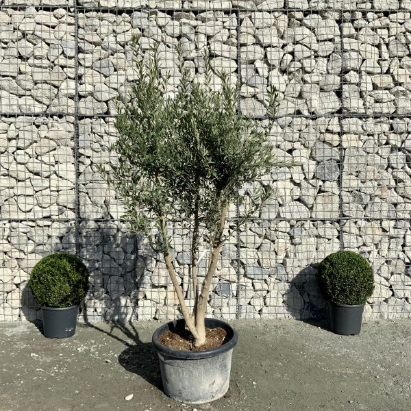 D879 Individual Tuscan Olive Multistem Tree XXL - IMG 4317 scaled