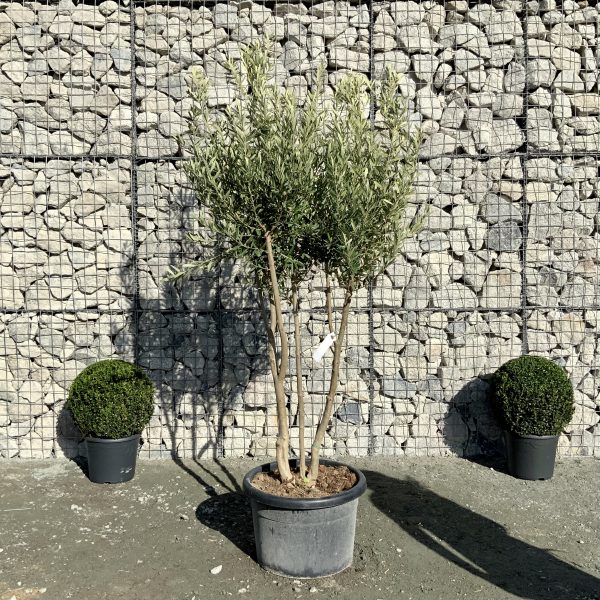 D883 Individual Italian Style Multistem Olive Tree XXL - IMG 4330 scaled