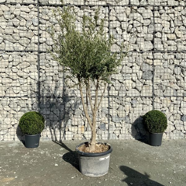 D895 Individual Italian Style Multistem Olive Tree XXL - IMG 4371 scaled