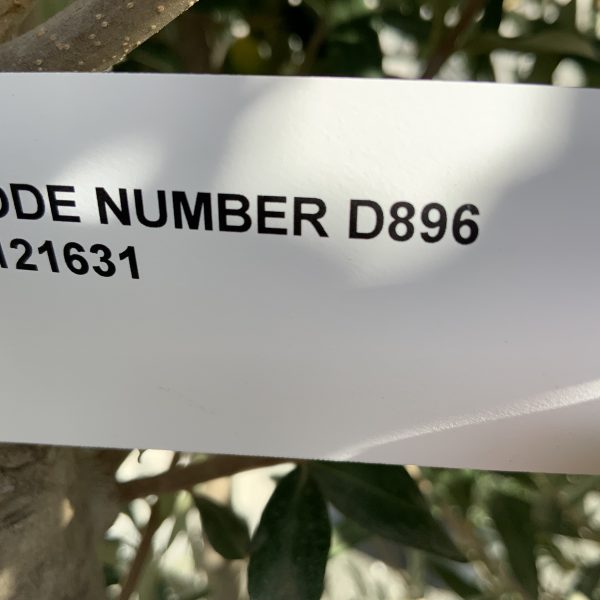 D896 Individual Italian Style Multistem Olive Tree XXL - IMG 4372 scaled