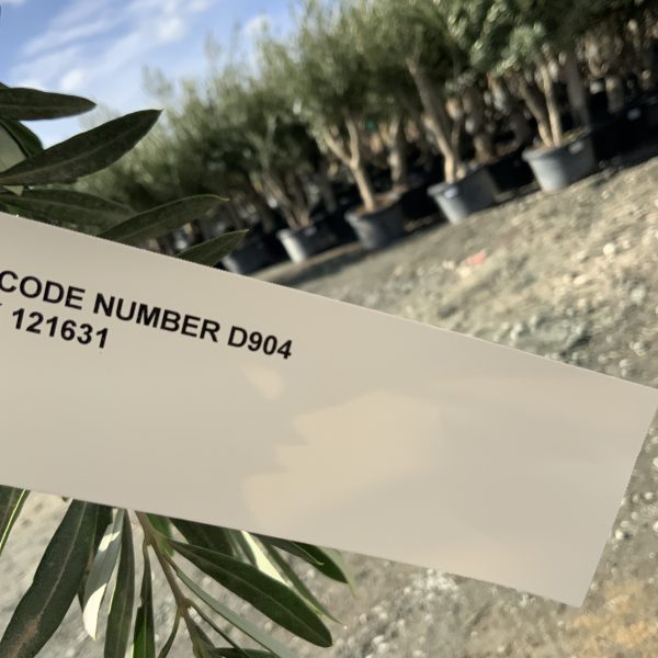 D904 Individual Italian Style Multistem Olive Tree XXL - IMG 4390 scaled