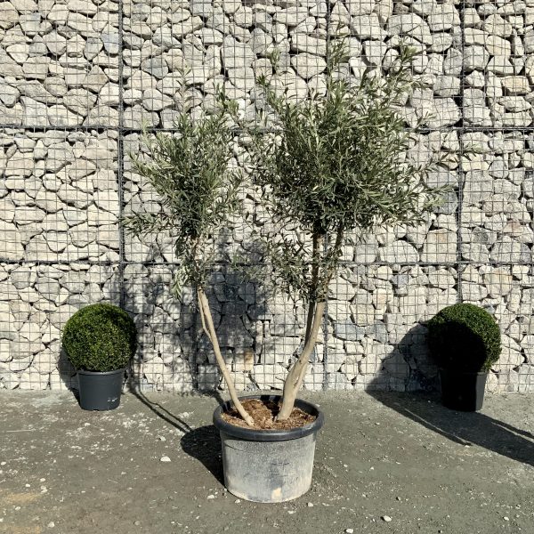 D904 Individual Italian Style Multistem Olive Tree XXL - IMG 4392 scaled