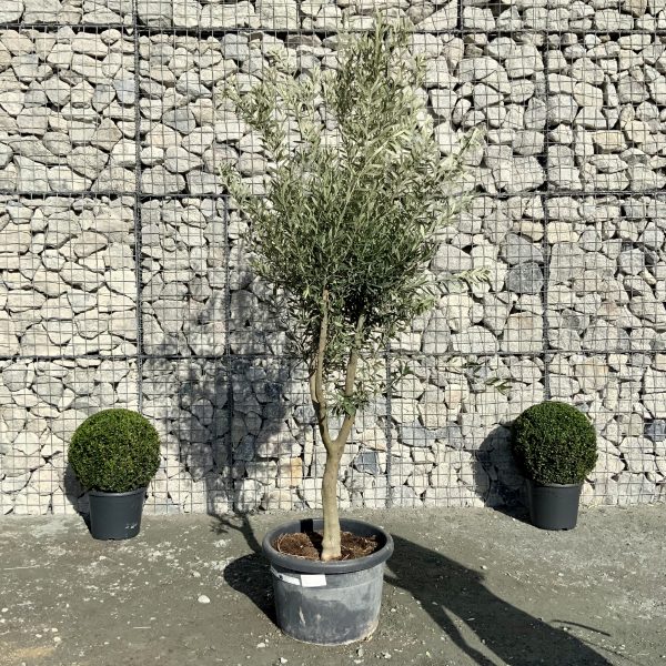 D911 Individual Italian Style Multistem Olive Tree XXL - IMG 4414 scaled