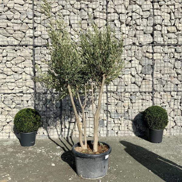 D915 Individual Italian Style Multistem Olive Tree XXL - IMG 4427 scaled