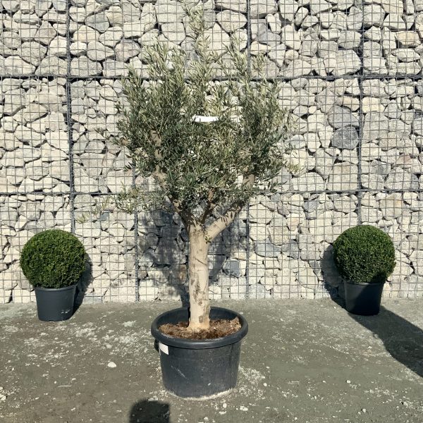 D917 Individual  Multistem Olive Tree XXL - IMG 4433 scaled