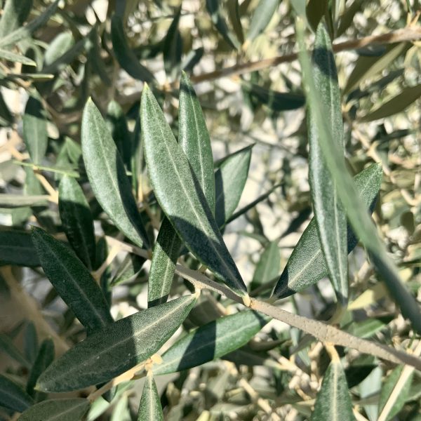 D918 Individual Multistem Olive Tree XXL - IMG 4434 scaled
