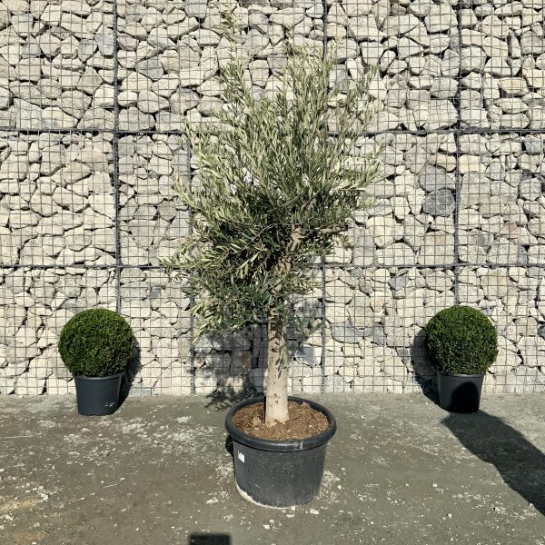 D918 Individual Multistem Olive Tree XXL - IMG 4437 scaled