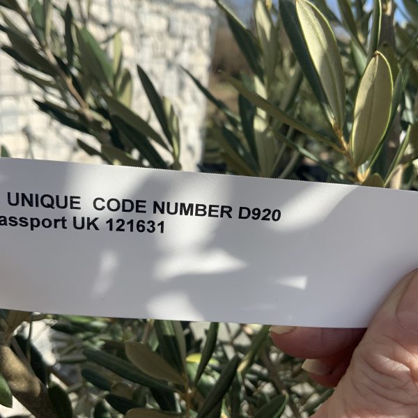 D920 Individual Multistem Olive Tree XXL - IMG 4441 scaled