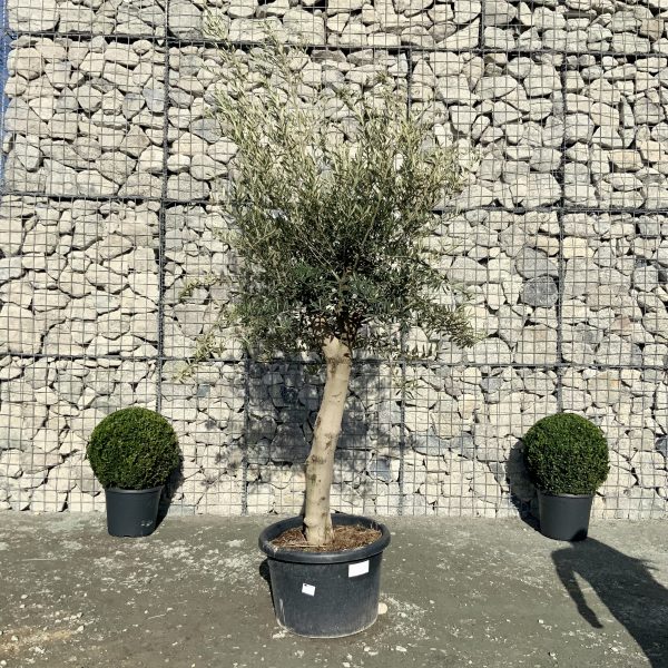 D920 Individual Multistem Olive Tree XXL - IMG 4443 scaled