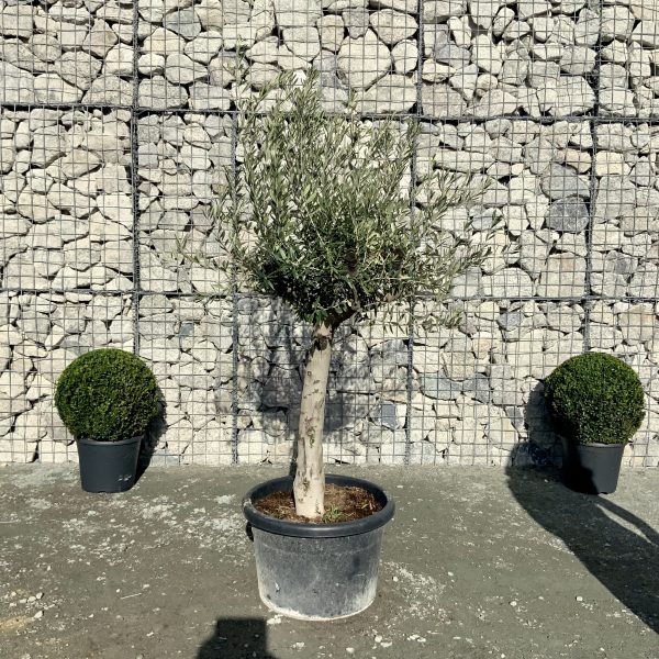 D921 Individual Multistem Olive Tree XXL - IMG 4446 scaled