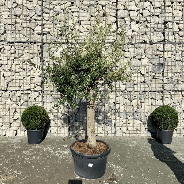 D922 Individual Multistem Olive Tree XXL - IMG 4449 scaled