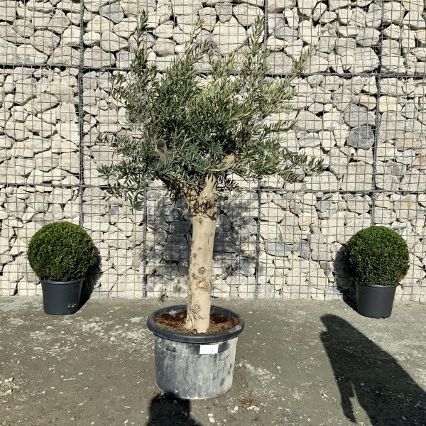 D927 Individual Multistem Olive Tree XXL - IMG 4464 scaled