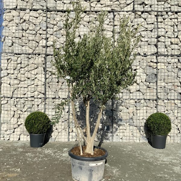 D948 Individual Italian style Multistem Olive Tree XXL - IMG 4517 scaled
