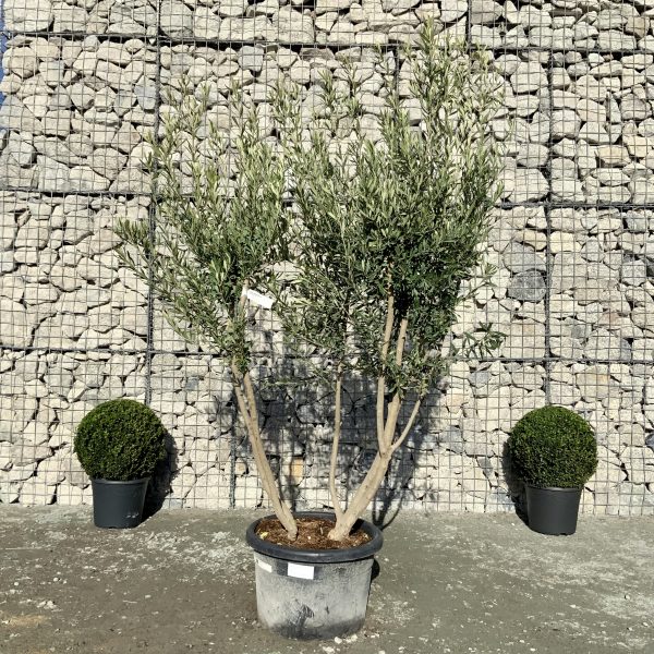 D953 Individual Italian style Multistem Olive Tree XXL - IMG 4532 scaled