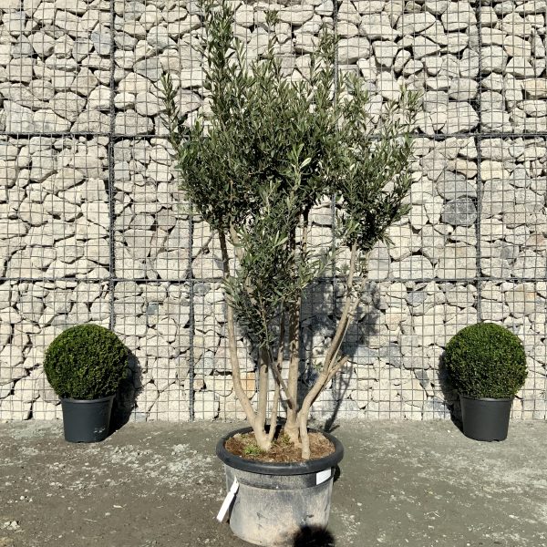 D956 Individual Italian style Multistem Olive Tree XXL - IMG 4541 scaled