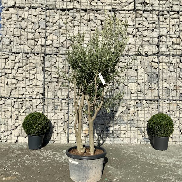 D959 Individual Italian style Multistem Olive Tree XXL - IMG 4563 scaled