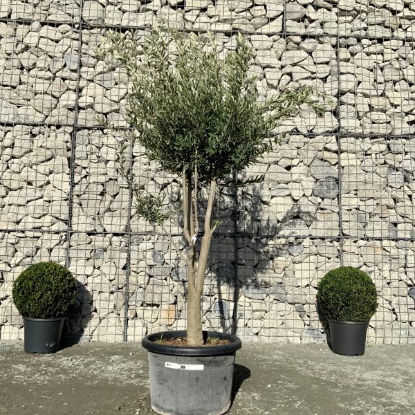 D982 Individual Italian style Multistem Olive Tree XXL - IMG 4633 1 scaled