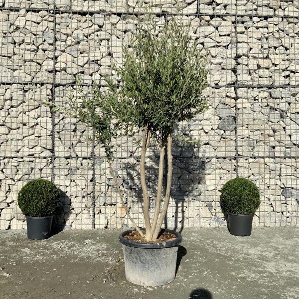 D984 Individual Italian style Multistem Olive Tree XXL - IMG 4639 scaled