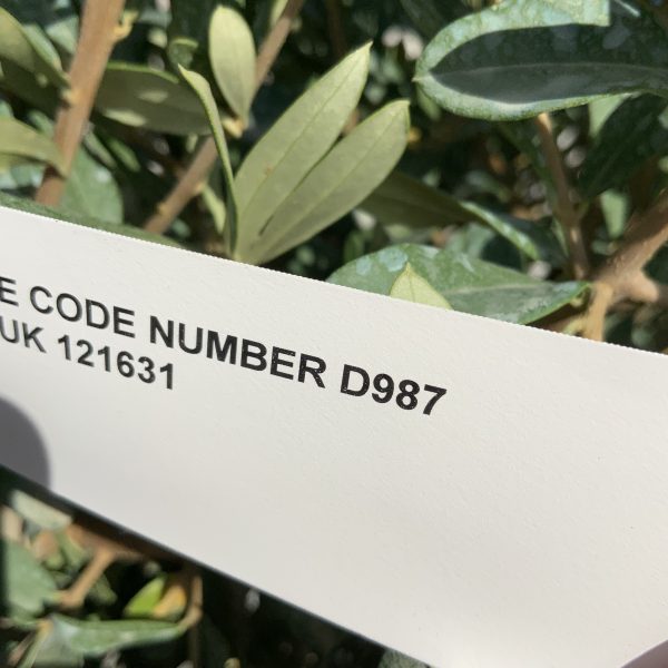 D987 Individual Italian style Multistem Olive Tree XXL - IMG 4646 scaled