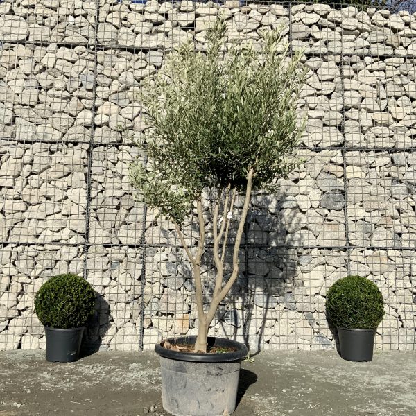 D988 Individual Italian style Multistem Olive Tree XXL - IMG 4651 scaled