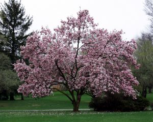 Inside The Stunning Gardens Of The Royal Family - Sandringham estate Magnolia Tree