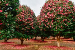 Inside The Stunning Gardens Of The Royal Family - shutterstock 1898829364