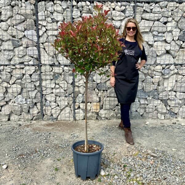 Photinia Carre Rouge Red Robin Half Standard (Height 145-1.55m) - 0375FB98 26EC 4883 87DC 1D6F56259B8B 1 105 c