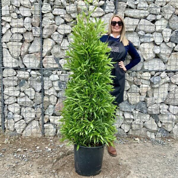 Laurus nobilis - Angustifolia Bay Tree Cone/Pyramid 1.50-1.60M - 51AE205E 75F0 4AE5 9D25 ADDA6975A9C6 1 105 c