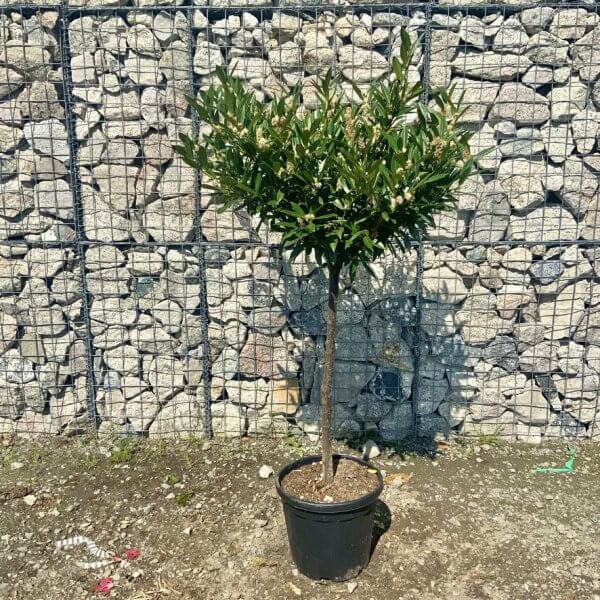 Prunus Laurocerasus " Otto Luyken" Half Standard (Height 1.50-1.60m) - 598CE462 1F16 4F5B 9711 BDD8E041E02F 1 105 c