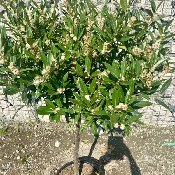 Prunus Laurocerasus " Otto Luyken" Half Standard (Height 1.50-1.60m) - 6FD3D9F1 4CC7 4B4A 90F7 B14C6B050A8A 1 105 c
