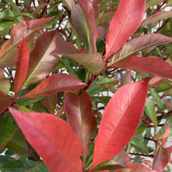 Photinia Carre Rouge Red Robin Half Standard (Height 145-1.55m) - 7AF412AF 8CE8 4ED7 94C5 CE7D8DE8FF1D 1 105 c